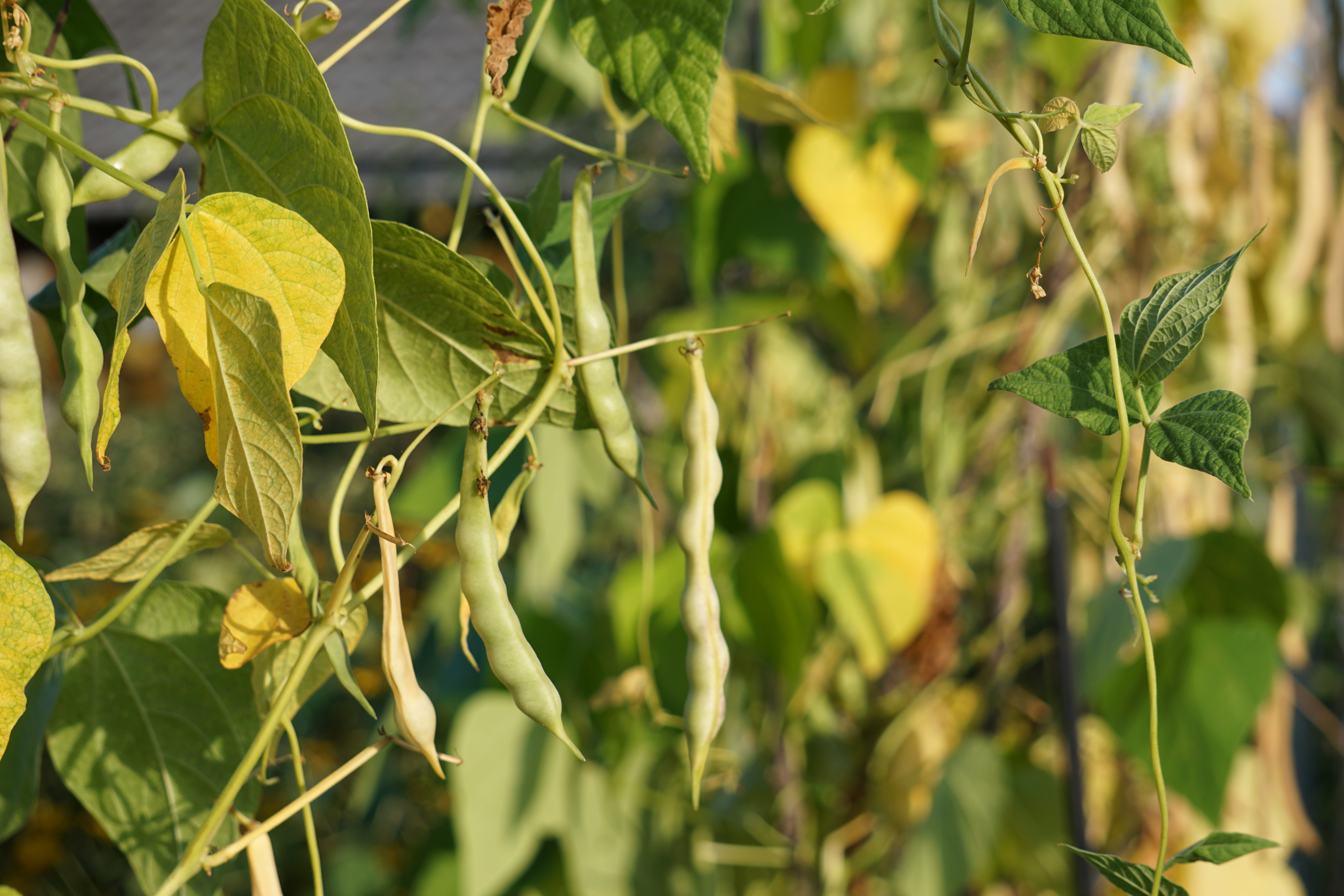 Citizen Science Experiment